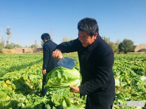 粉红大白菜法国：独特的蔬菜品种引发全球关注，成为健康饮食的新宠儿与美食界的亮点