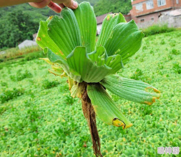 高辣np花液一女n男网友推荐这部作品情节紧凑角色鲜明让人欲罢不能适合喜欢刺激和多元关系的读者阅读