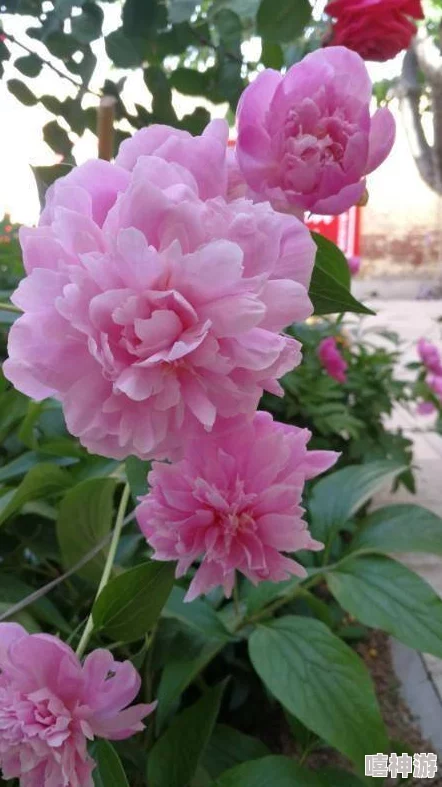 香软玉滑(林芍药)_此词描绘了美人如花般娇艳柔美的姿态