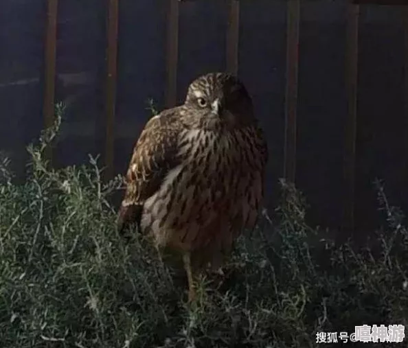 奥尔加的奇闻小镇上出现了一只会说人话的鹦鹉